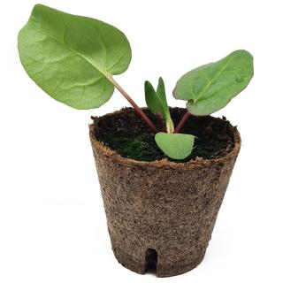 Jungpflanzentopf, Rhabarber