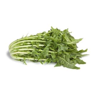 Puntarelle - Cicoria di aspargo