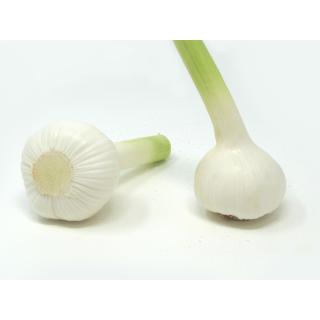 Knoblauch frisch