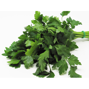 Petersilie, glatt Bund