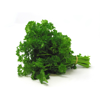 Petersilie, kraus Bund