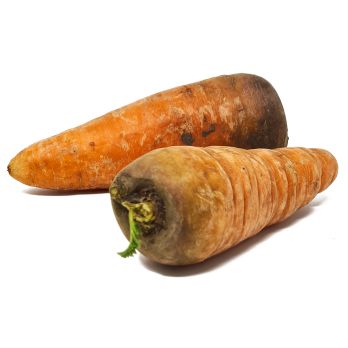 Möhren ''Oxella'' - samenfest