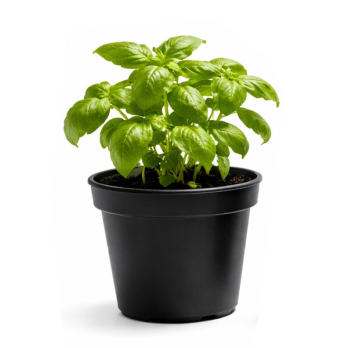 Kräutertopf, Basilikum